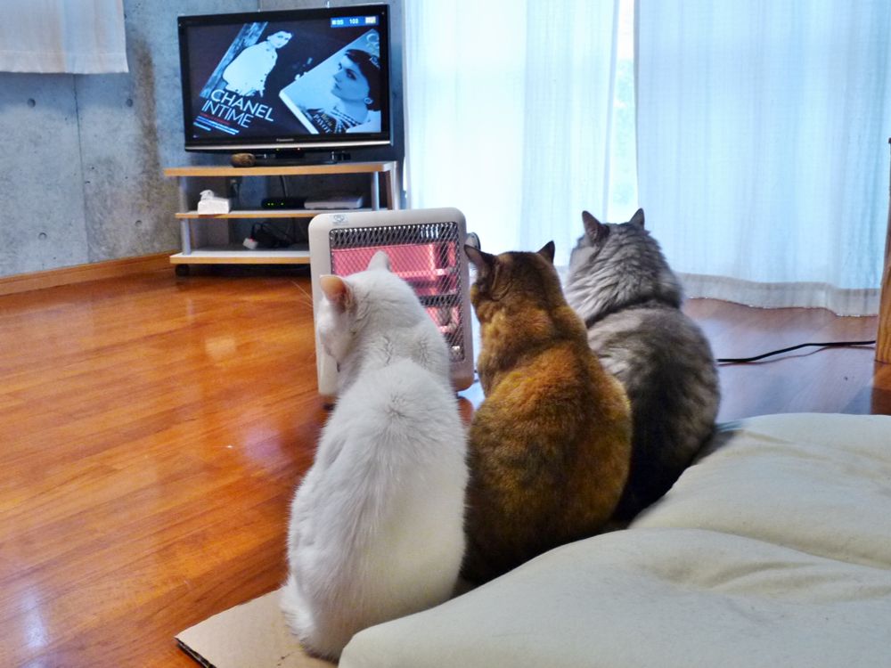 Three cats are sitting in line in front of a heater and looking TV program.
