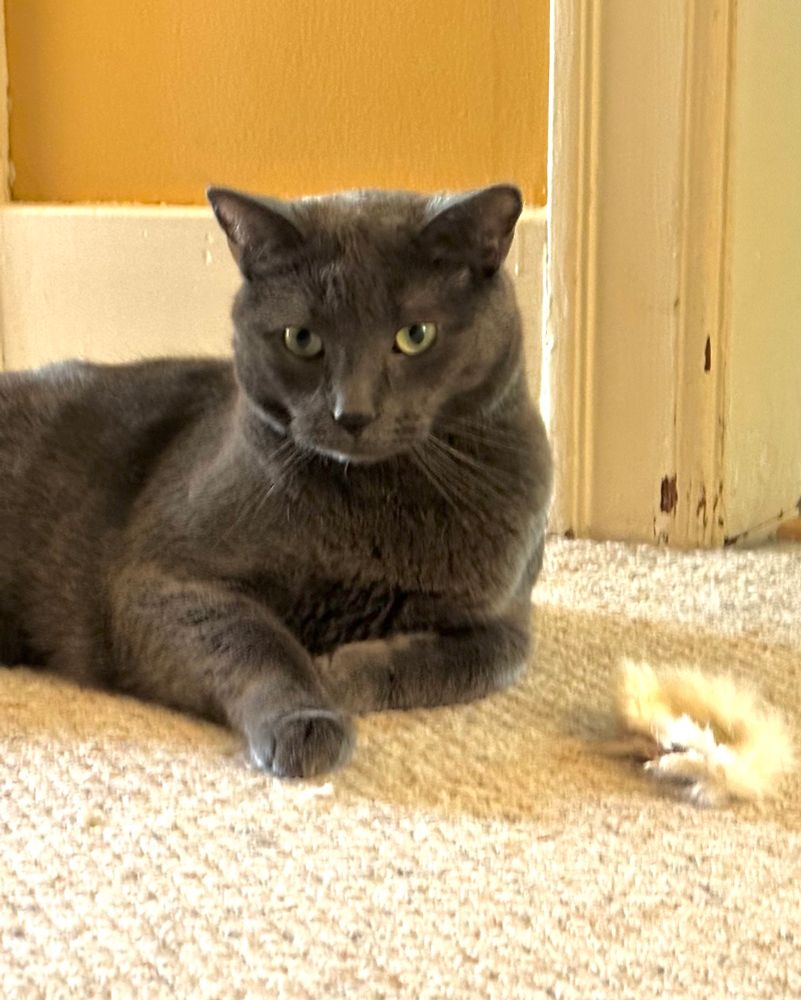 A handsome grey cat sits casually next to his vanquished quarry, a fluffy white toy mouse that has been eviscerated beyond recognition. 