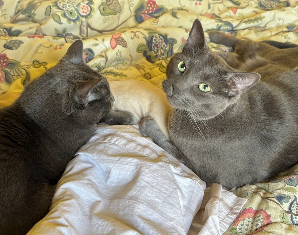 Two grey cats on a bed, with their paws next to each other. 