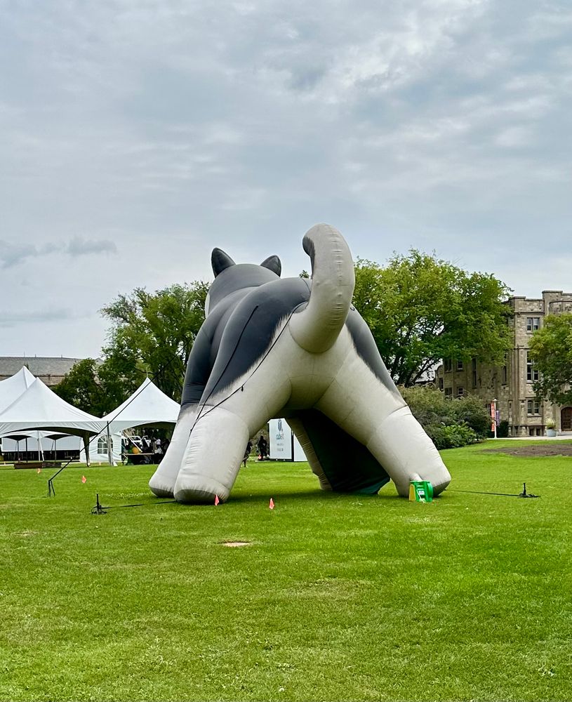 The university mascot giant inflatable Husky, positioned so that most people entering campus look straight up at its ass. 