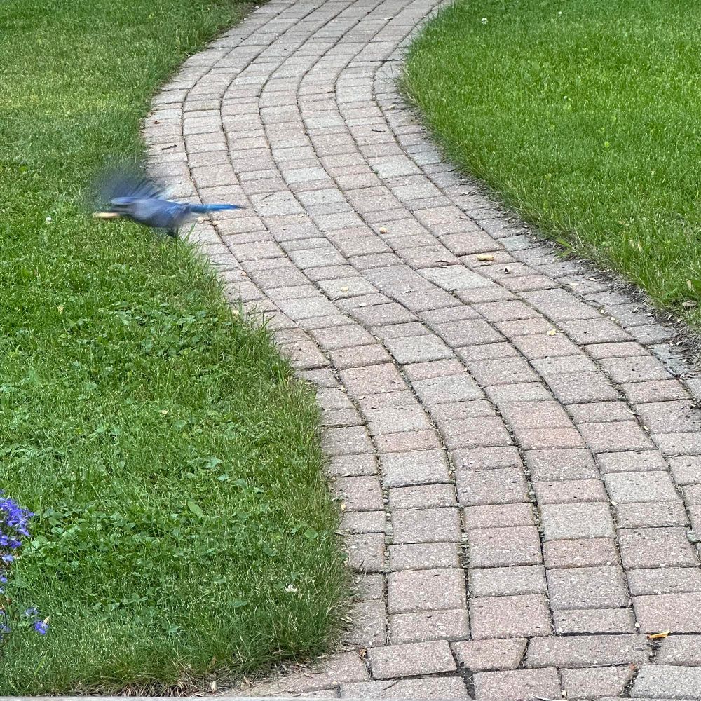 The blue jay flying away in a blur, the peanut visible in his beak. 