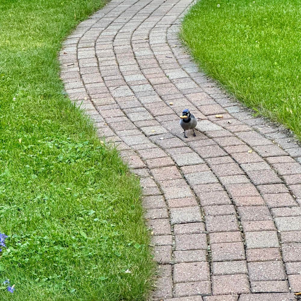 A blue jay finds a peanut sitting on the curving brick path of a backyard. 