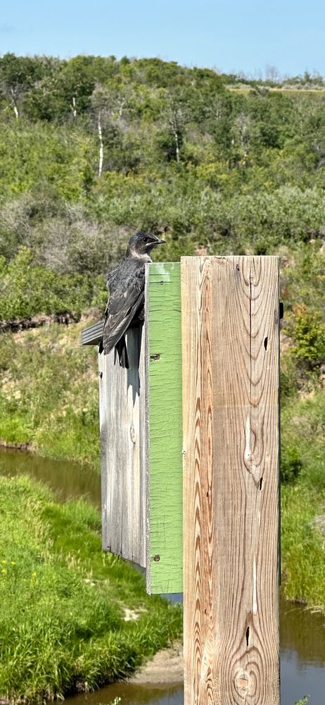 A juvenile bird, grey blue and about 15 cm long, clings to the side of a blue bird house. A creek with grassy banks can be seen in the background. 