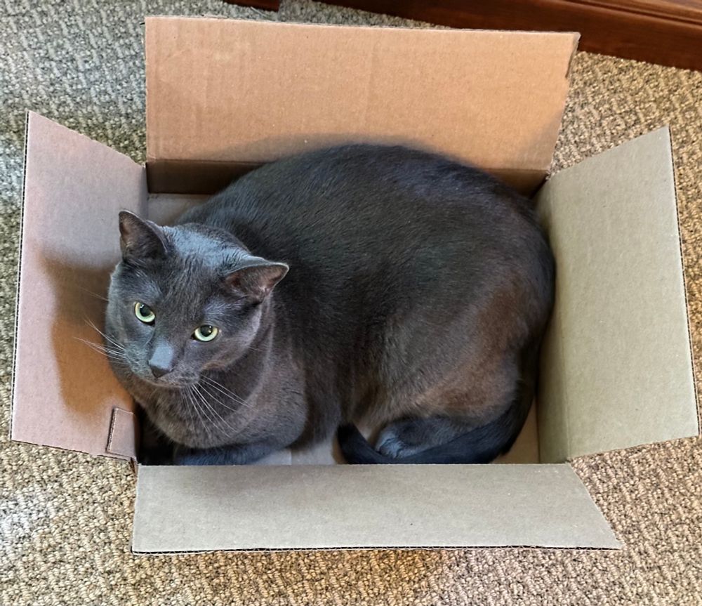 A handsome grey cat sits in a cardboard box looking up at the camera. He has light green eyes and fine whiskers. 