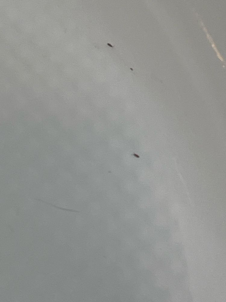 2nd view of teeny bugs in my tub. Hard to photograph!