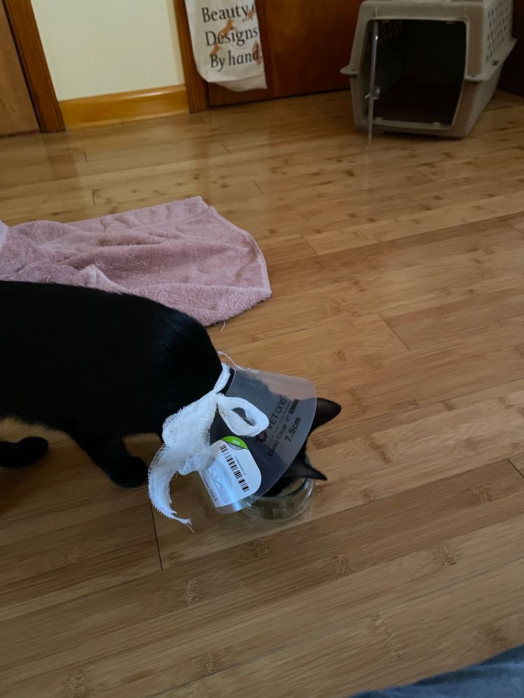 Young all black feline with a clear plastic cone around her head demonstrates she can still eat treats from a bowl. The white ribbon affixing the cone around her neck gives her a rakish demeanor. 