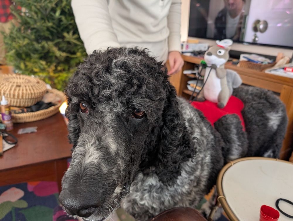 A large black and white curly haired dog named Stanley wears a red saddle on his back that has a stuffed squirrel holding the reins. He is looking at the person holding the camera and both trying not to show his exasperation and also use his predicament to get the attention he likes. 