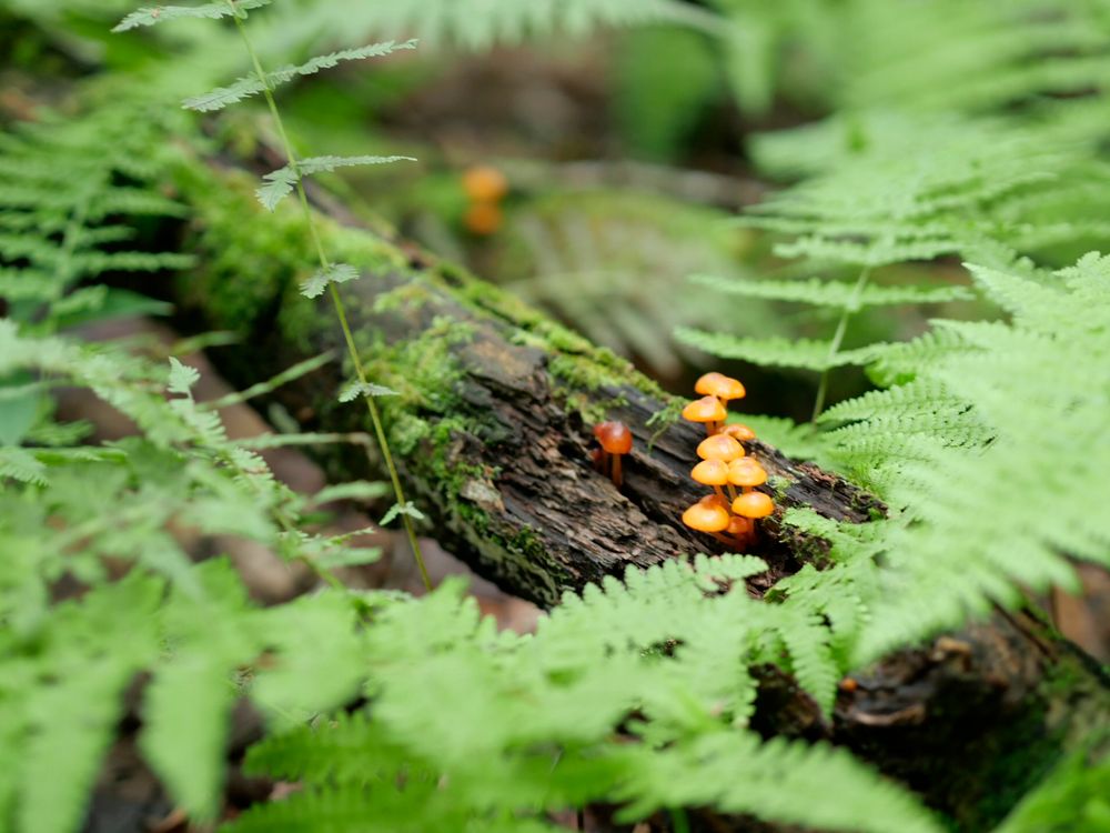 Tiny orange fungi on a damp log covered with moss, surrounded by frilly green ferns