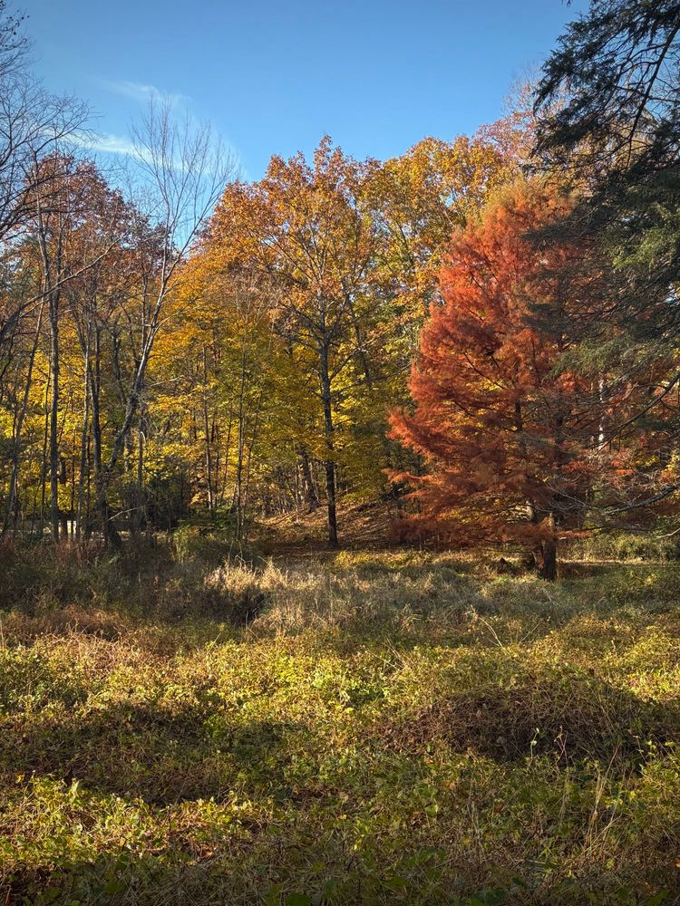 Stand of autumn colored trees above a field of fading green. 