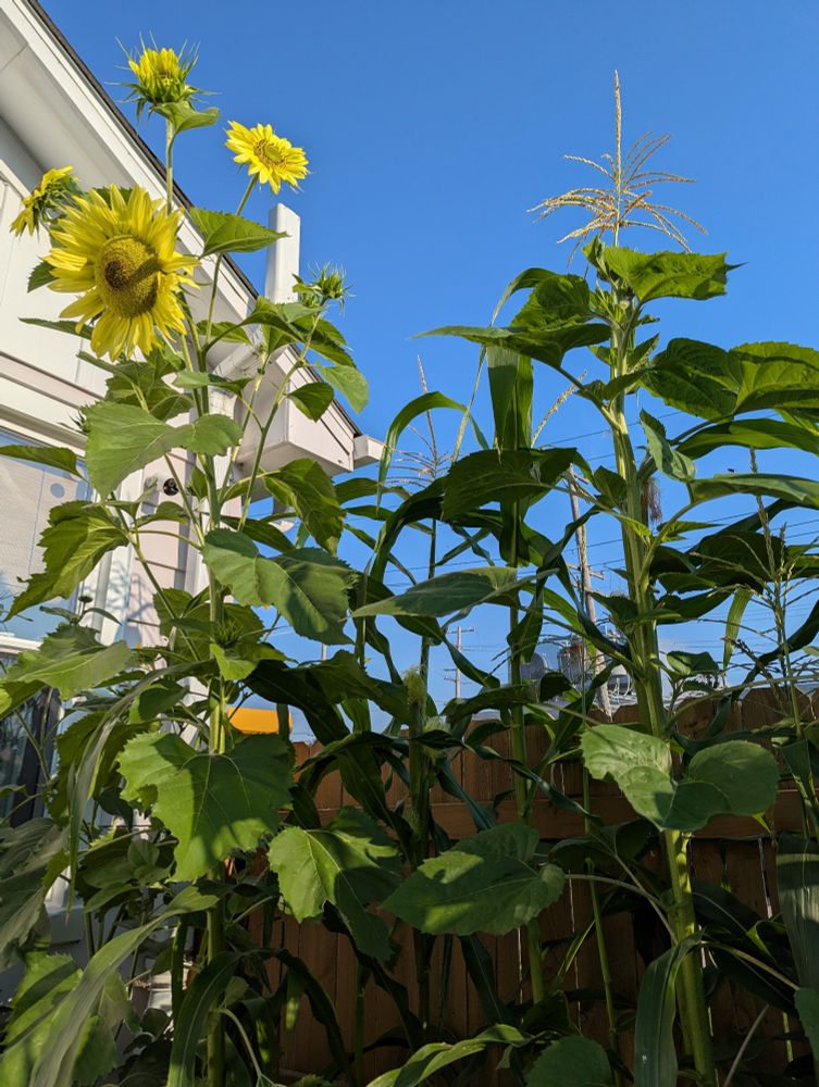 Photo of sunflowers and cornstalks growing against a fence, with the corner of a house and a bright blue sky in the background.