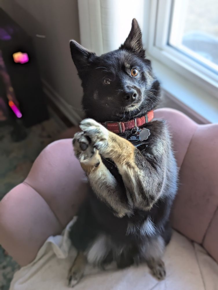 Bjorn, a black and tan Schipperke mix, sitting on his hind legs and holding his paws in a prayer position.