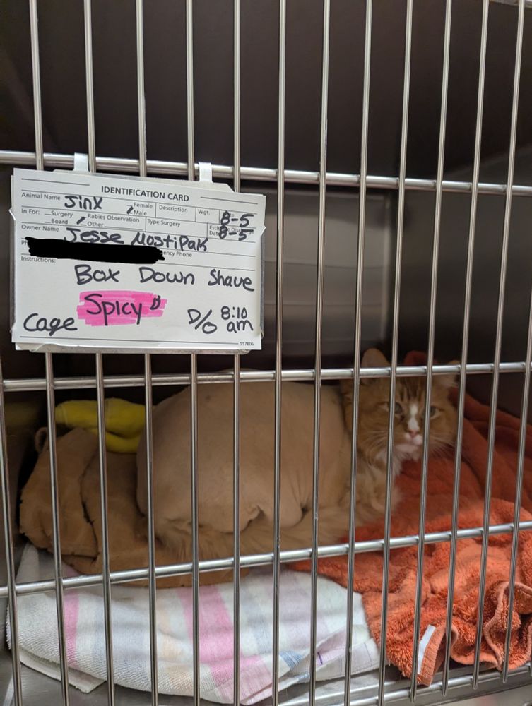 Jinx, a freshly-shaved red and white tabby cat is sitting in a kennel at the vet's. The ID card on the outside of the kennel has his information, along with the word 'spicy' highlighted in pink. Next to the word spicy is the drawing of a pepper.