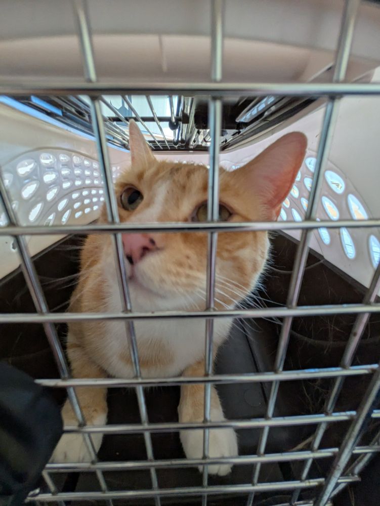 A big orange cat in his cat crate through a 0.5x lens