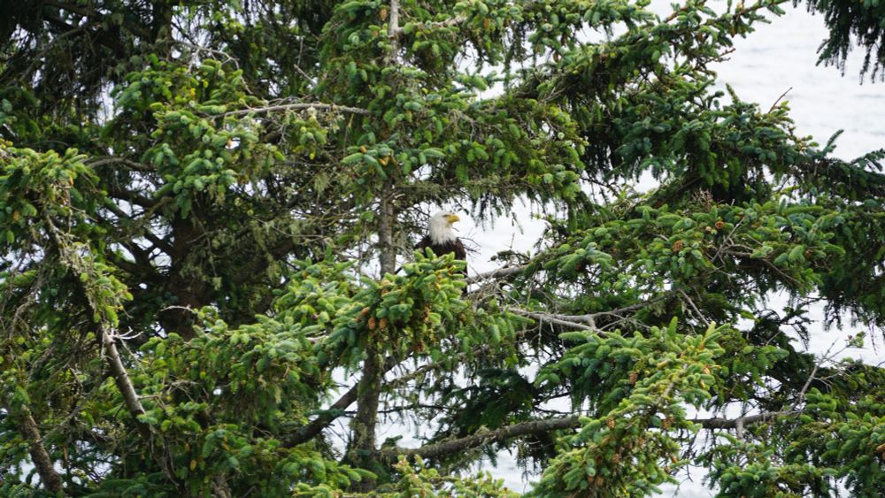 Mature bald eagle perched in a coastal evergreen, in profile, looking to the right of the photo. This bird was keeping a wary eye on people as they walked by, guarding its juvenile (not seen in this photo, but located several feet to the left).