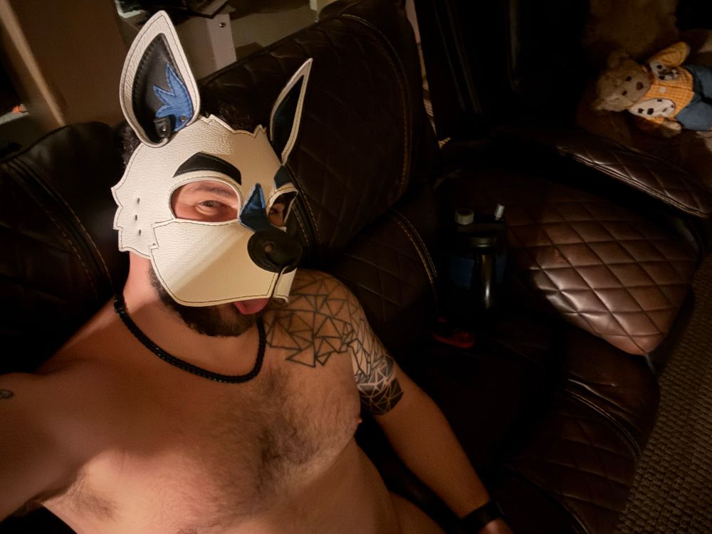 Somewhat inebriated puppy sticking his tongue out on the couch 