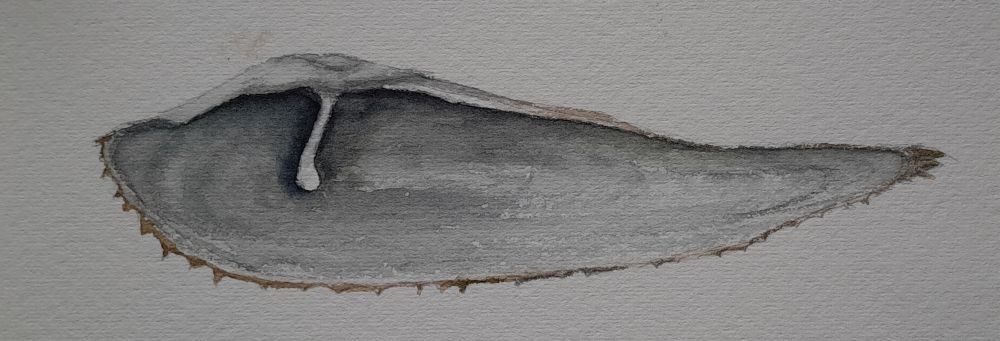 A watercolour  illustration of Pholas dactylus, showing the inside which features a long outgrowth at the apex towards the inner part, this is part of the hinge. A very weird bivalve, not only morphologically, that can bore into hard substrates and is said to be bioluminescent (its mantle). I found these in great numbers boring into hard clay in Greece, at ca 3m depth.