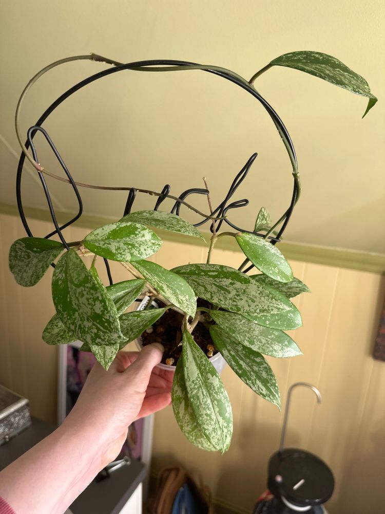 A plant on a trellis made of black wire that says “fuck” on it