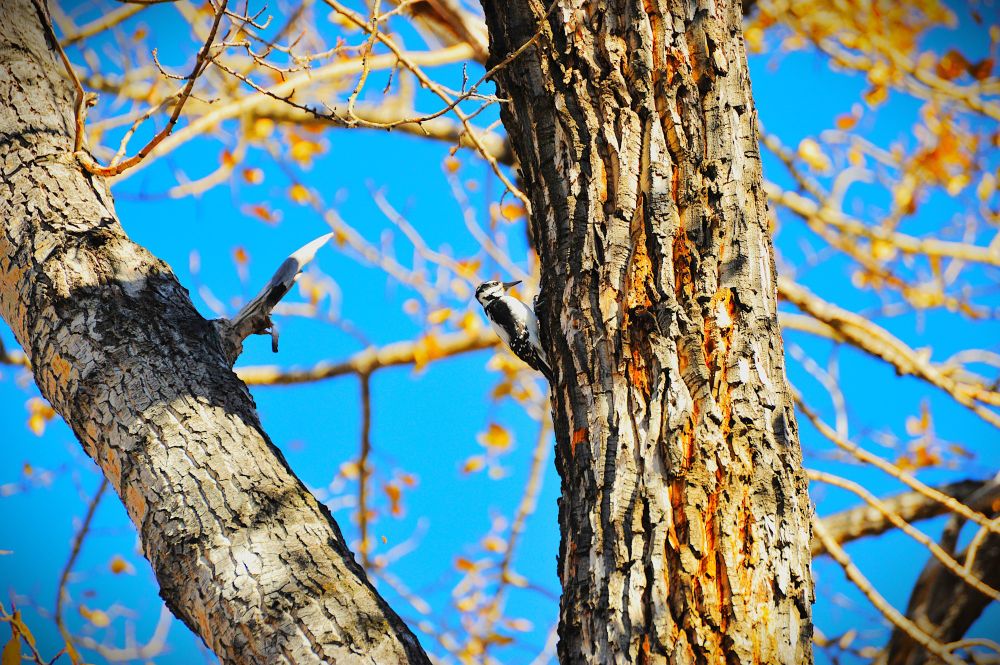 Colour photograph of a bird. 