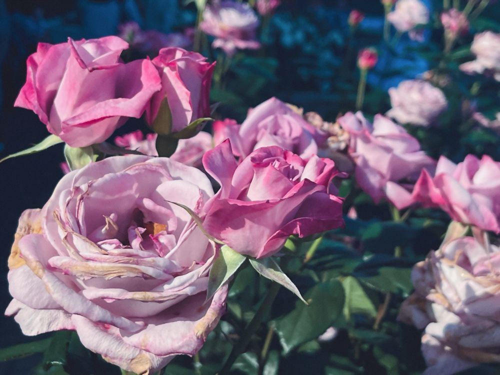 明るい雰囲気の薔薇の写真。濃い桃いろと薄桃いろをしている。