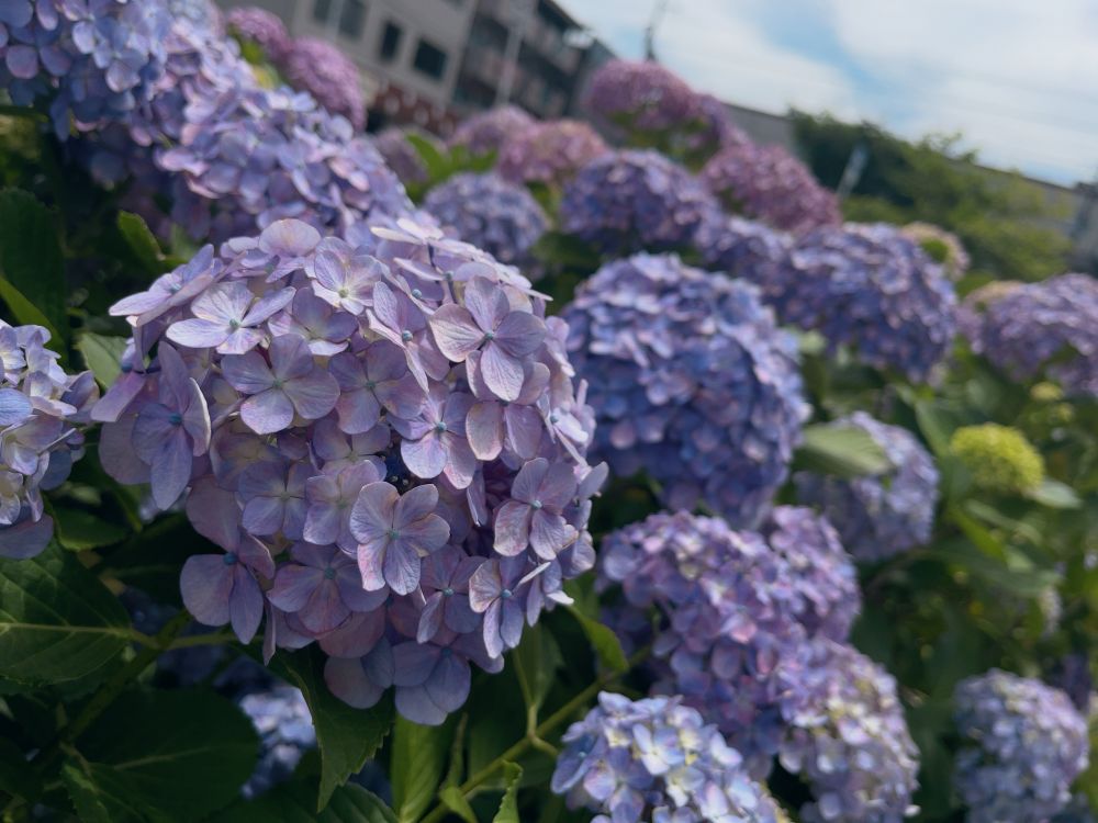 むらさきいろの紫陽花の写真です。幾つもの花の塊が群れをなしており壮観です。