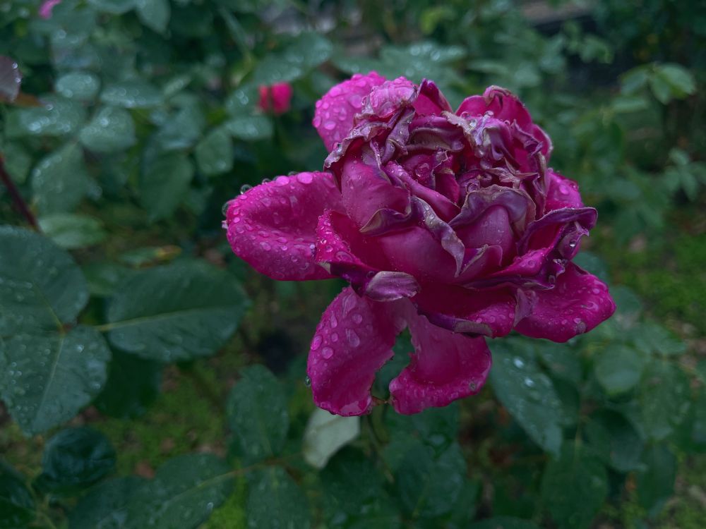 微かにしなびた濃い紫薔薇の写真。よく濡れている。