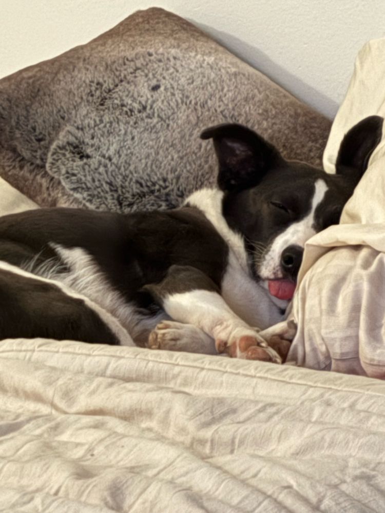 little grey and white dog fast asleep with a large portion of tip of her tongue sticking out the front of her mouth 