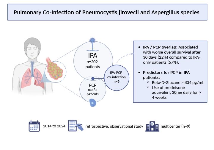 Visual abstract 

Pulmonary Co-Infection of Pneumocystis jirovecii and Aspergillus species
IPA n=202 patients
PCP n=185 patients
IPA-PCP co-infection n=9
• IPA / PCP overlap: Associated with worse overall survival after 30 days (22%) compared to IPA-only patients (57%).
• Predictors for PCP in IPA patients:
• Beta-D-Glucane > 834 pg/mL
• Use of prednisone aquivalent 30mg daily for >
4 weeks

2014 to 2024 retrospective, observational
multicenter (n=9) study