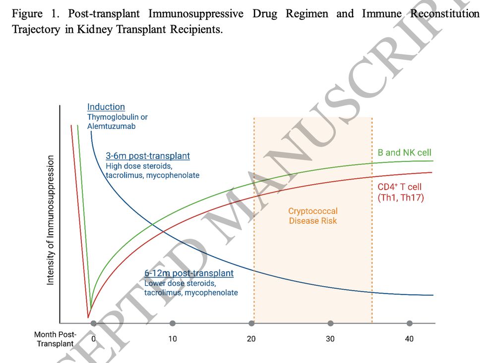 A line graph illustrating immunosuppressive drug intensity and immune cell recovery (CD4+ T, B and NK cells) over months following kidney transplantation, highlighting a window of heightened cryptococcal disease risk.