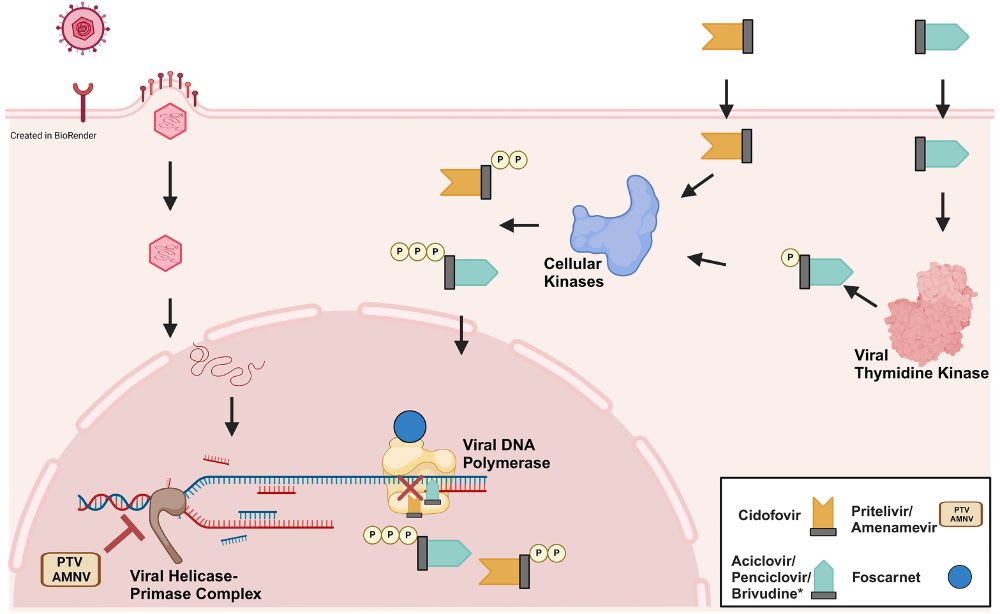 Figure 1 Overview of mechanisms of action of different drugs used in the treatment of infection with HSV-1/2. The nucleoside analogues ACV, PCV and BVDU are phosphorylated by viral TK. ACV-P, PCV-P, BVDU-P and CDV are biphosphorylated by cellular kinases. The phosphorylated compounds are then incorporated into nascent DNA. This leads to a stop in viral replication or, in case of BVDU, destabilizes the DNA and inhibits the replication. FOS inhibits replication by directly binding POL and inhibiting the pyrophosphate binding site competitively. AMNV and PTV bind to the viral helicase-primase complex. This inhibits DNA unwinding and therefore inhibits replication. ACV: aciclovir; PCV: penciclovir; BVDU: brivudine; CDV: cidofovir; FOS: foscarnet; AMNV: amenamevir; PTV: pritelivir.