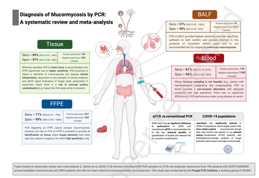 Visual abstract summarizing the operating characteristics of Mucorales PCR on different samples. 
Sensitivity (%) / Specificity (%)
Tissue 89%/87%
FFPE 71%/99%
BALF 97%/96%
Blood 81%/96%