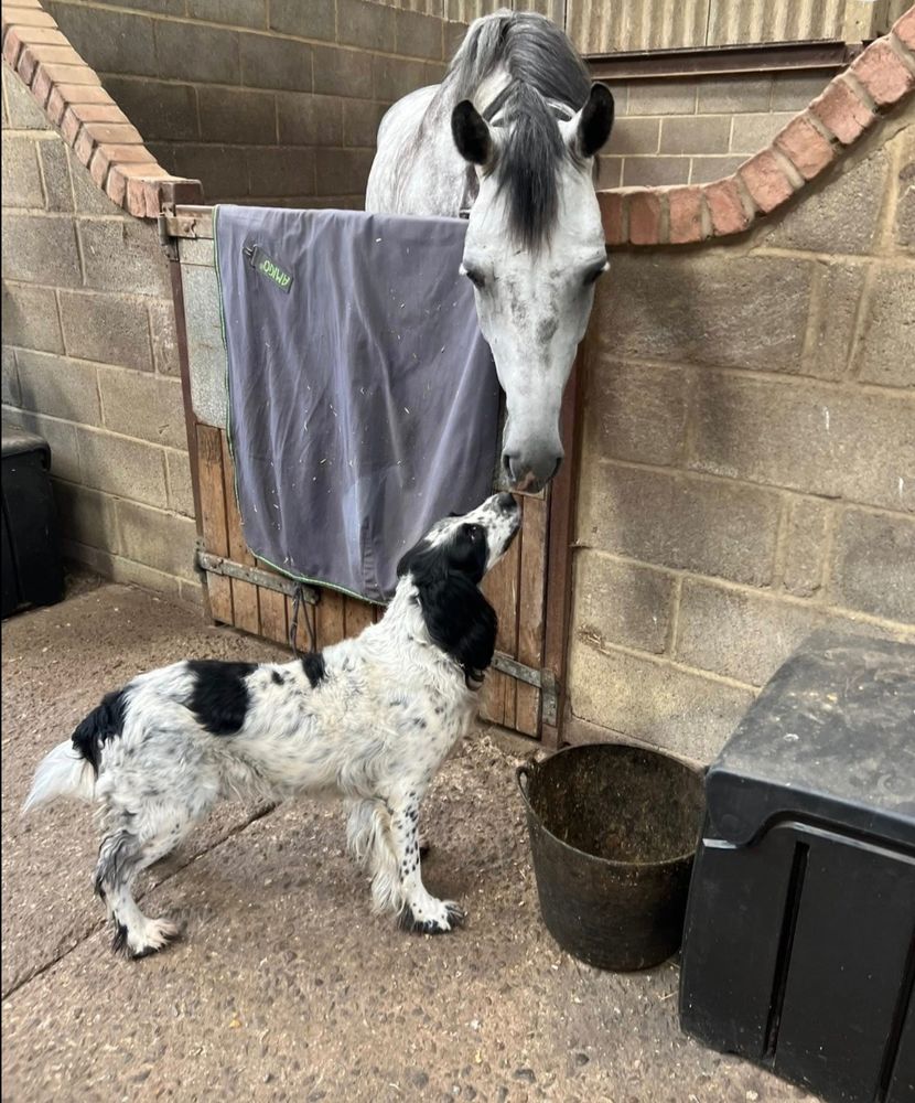 black and white spaniel hanging with grey horse