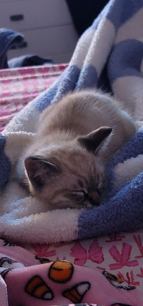 Siamese kitten sleeping on a bed 