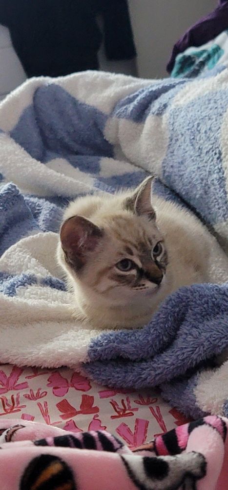 Lynx point or tabby point siamese kitten 