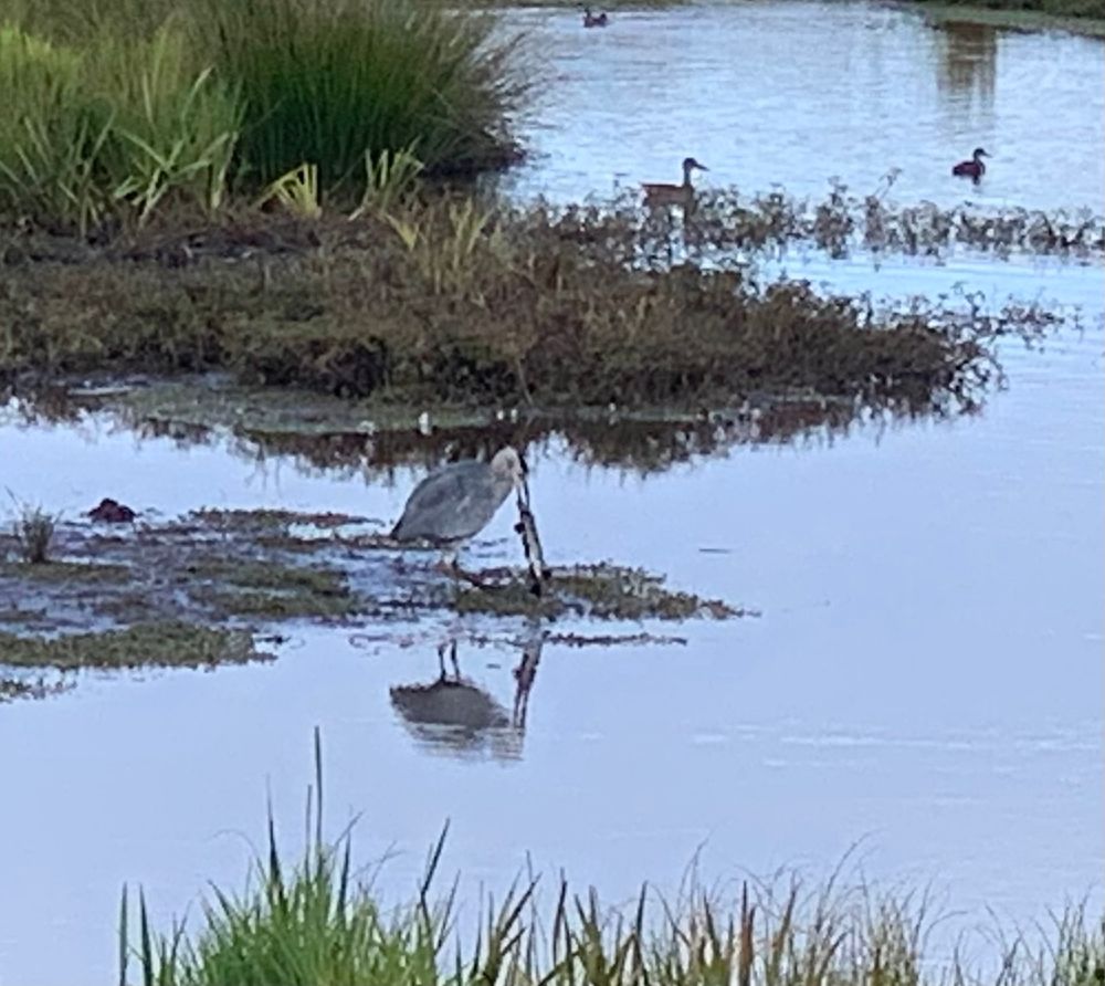Grey Heron with Pike - the bird was prepping the fish to be swallowed.