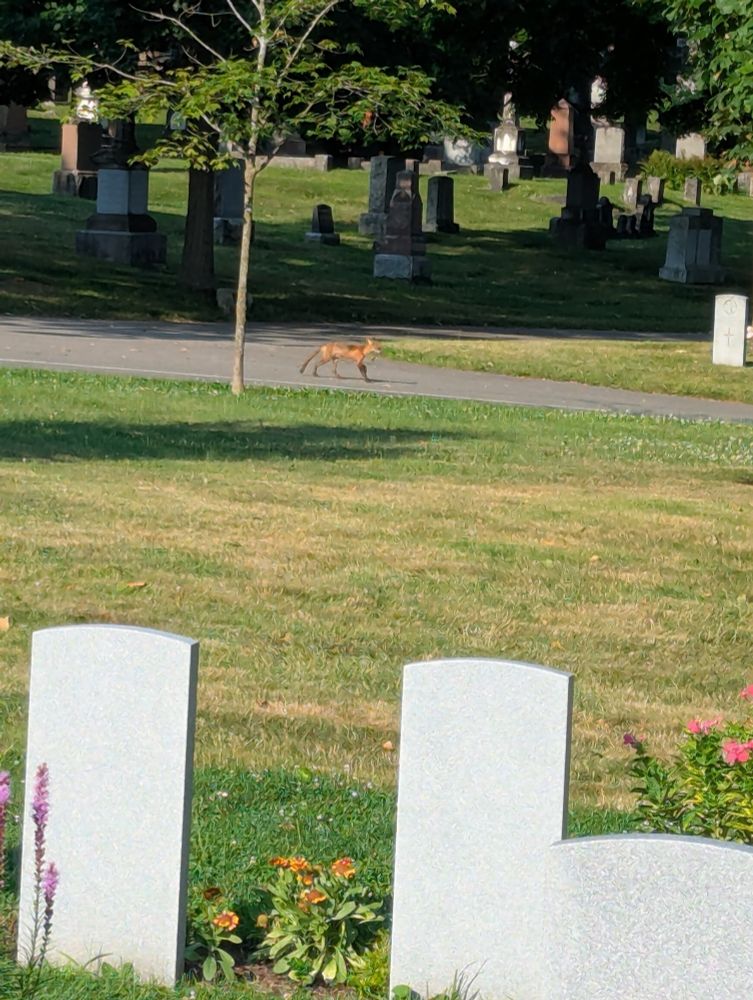 Photo of a red fox running through a cemetery 