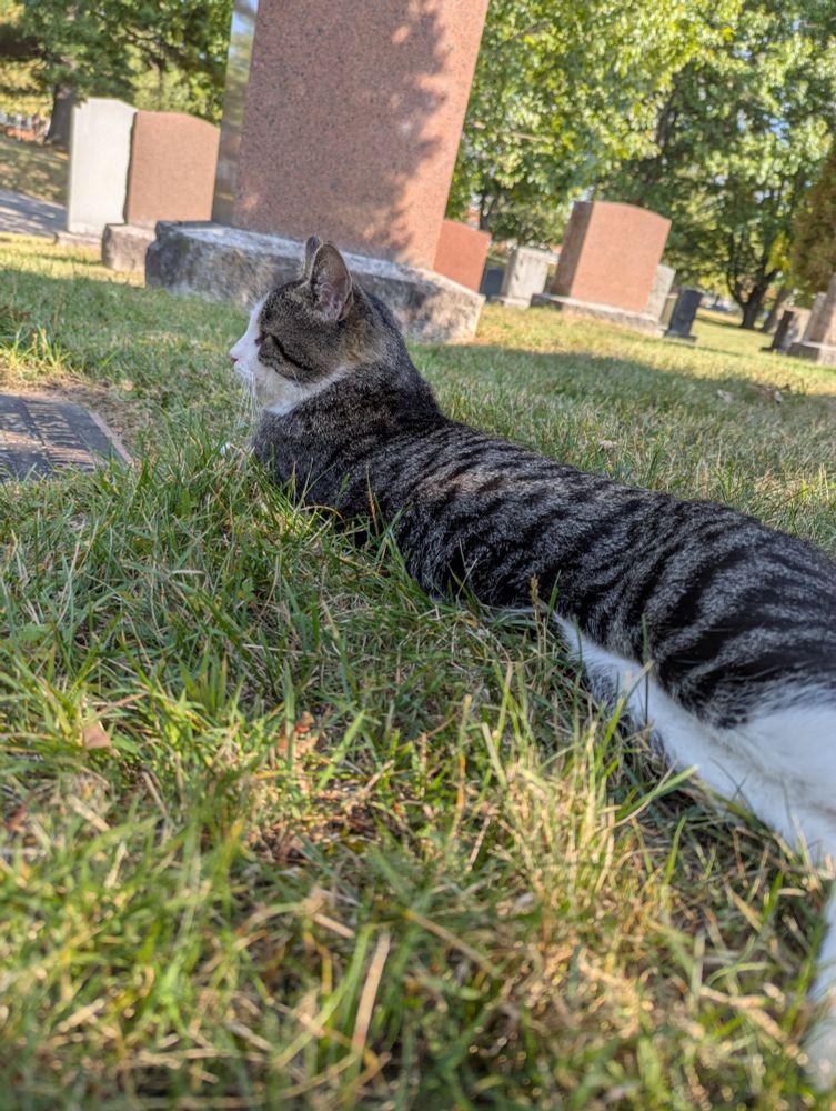 Photo of a cat chilling in the grass at a cemetery