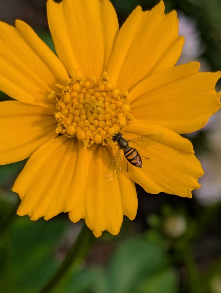 A little hoverfly on a coreopsis flower