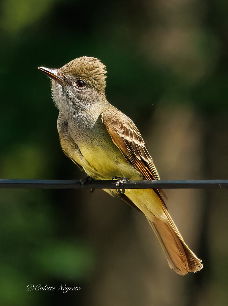 A Great-crested Flycatcher perched on a wire. High brown crest on head, gray throat extending into a yellow belly. Orange under tail and white wing bars on brown wings. Dark green background.