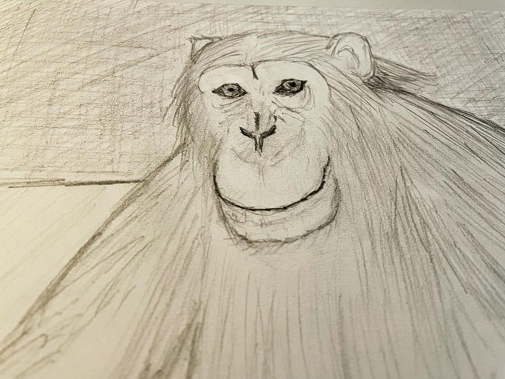 Melancholy Chimpanzee - pencil drawing 