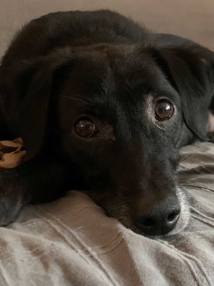 Wenn man in Wikipedia unter 'Hundeblick' nachschaut, sollte man eigentlich dieses Bild vorfinden. Hochformat. Auf einer Decke liegt ein Hund mit dunklem Fell und braunen Augen. Er sieht einen an, die Pupillen sind weit auf, das Fensterlicht wurd in den Augen reflektiert.