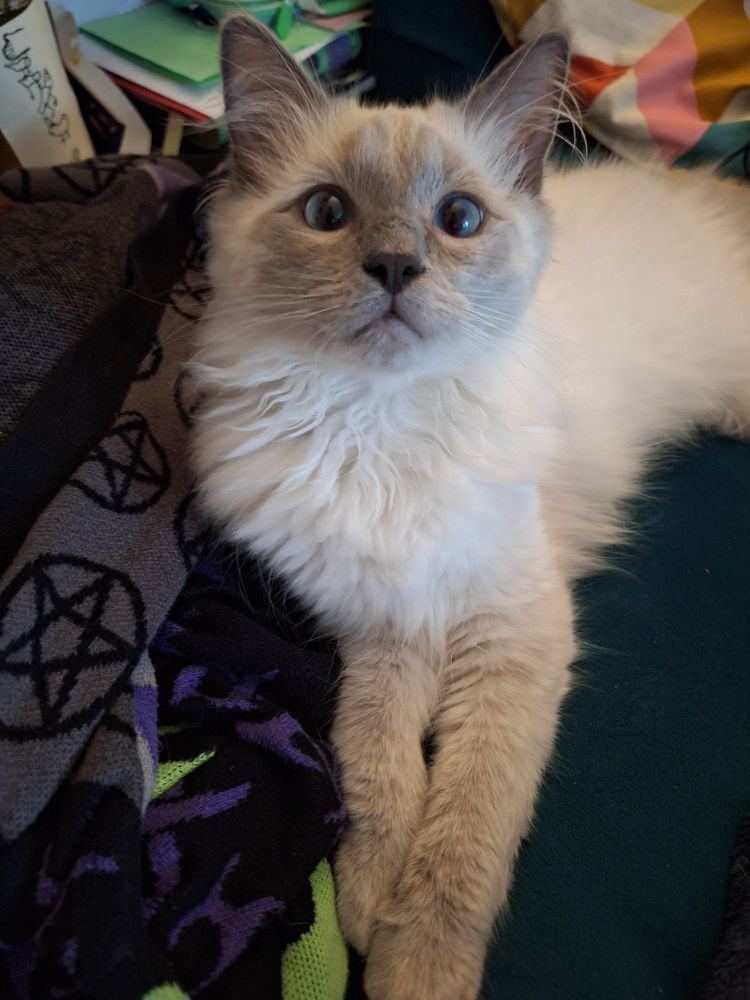 Fluffy ragdoll kitten