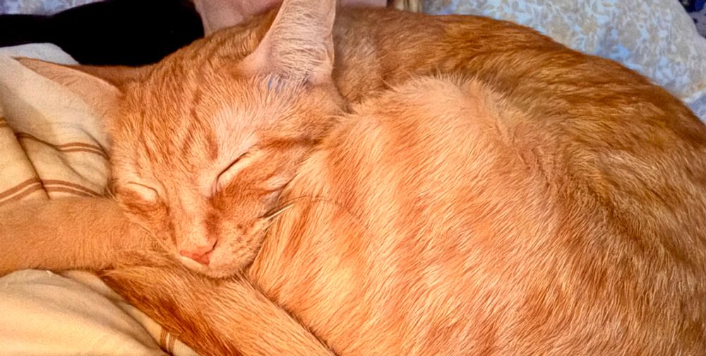 Orange tabby cat curled up sleeping on owner in bed.