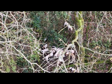 Beaufort hounds kill a fox in Widley's Gorse, Luckington.