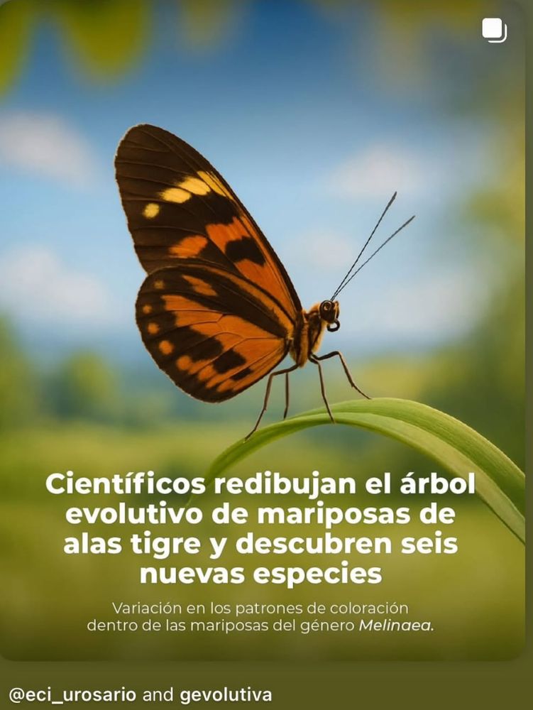 An imaginary butterfly conjured up by AI for the purposes of illustrating a journalist's article about Melinaea and Mechanitis