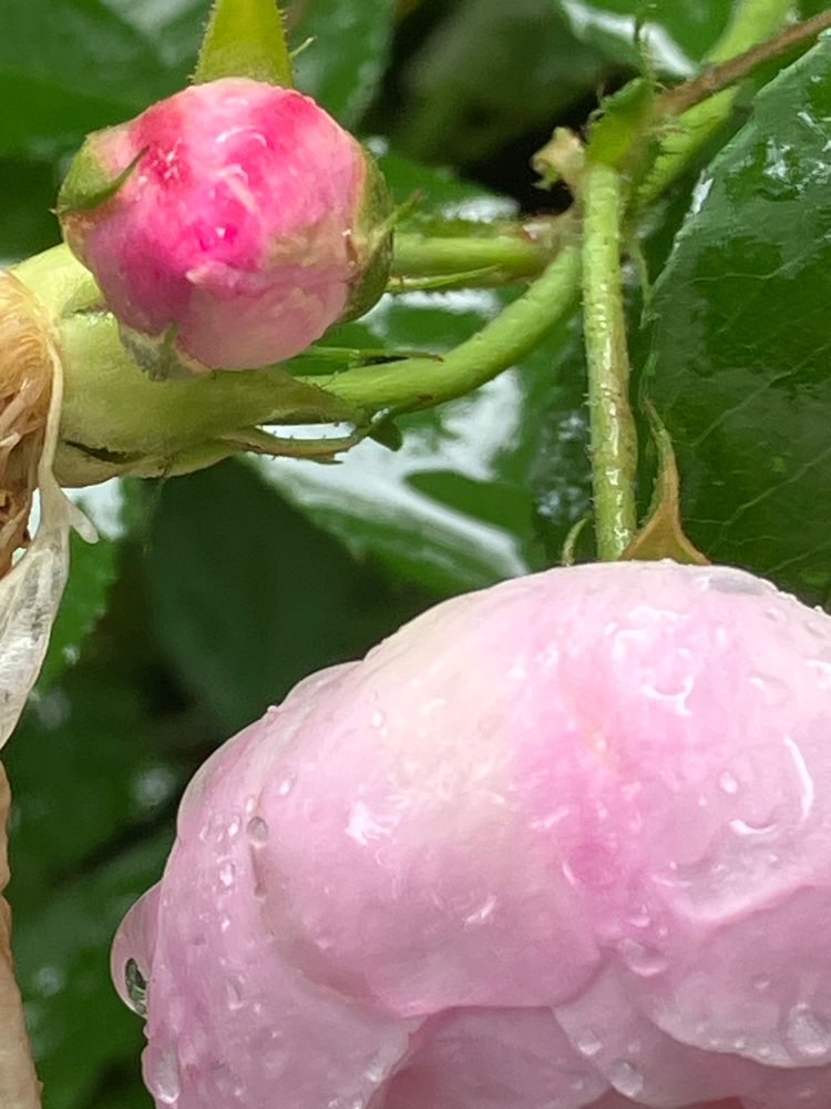 An old pink rose up close
