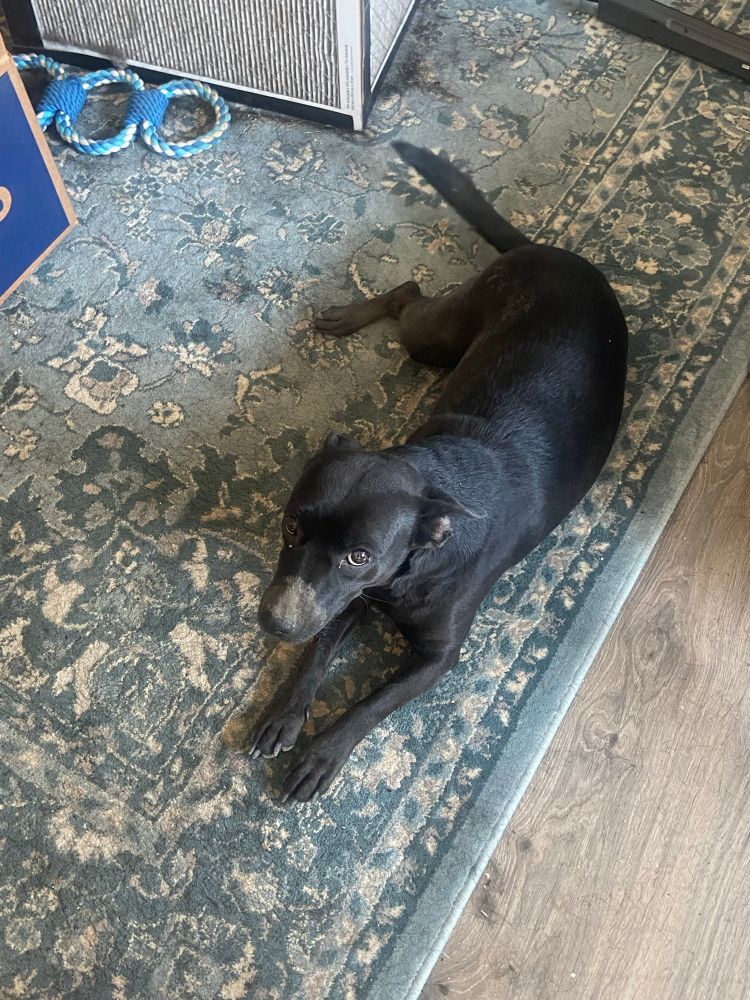 A small black dog lying on a carpet, staring sadly at the camera. Her snout is covered in dirt 