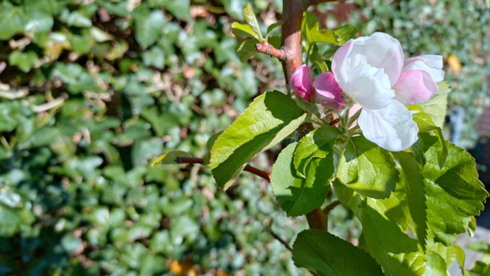 Close up photo of a branch of an apple tree with fresh green leaves, a white flowers and pink flowers buds. In the background a green (blurry) mass. 