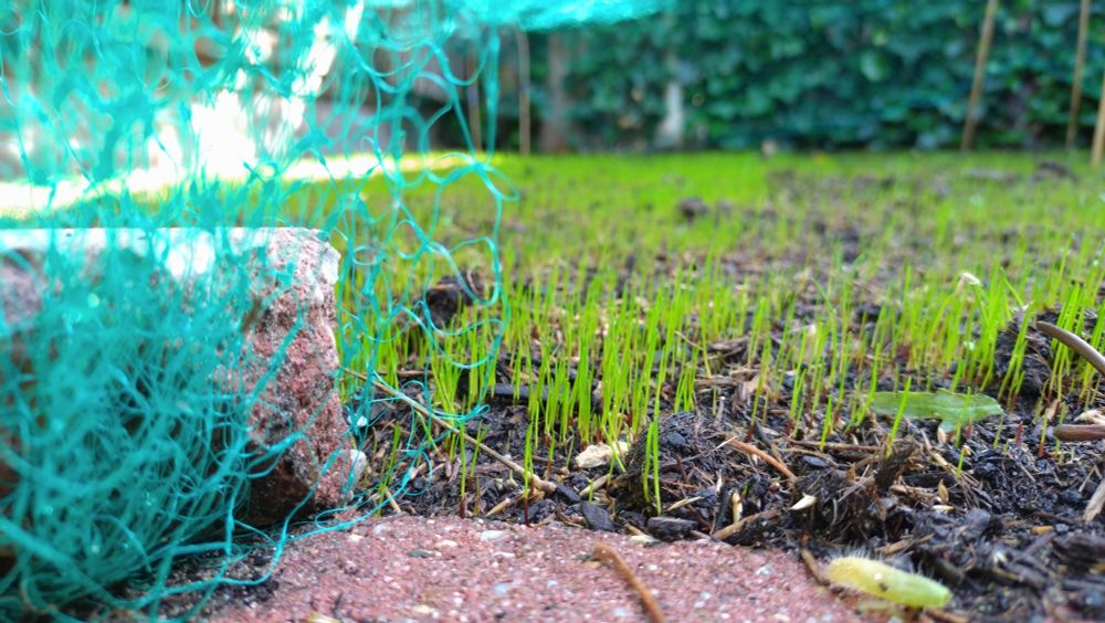 Some stones and a net in the front and on the side, and fresh green grass sprouting.