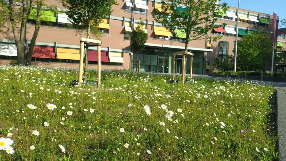 Green field with white flowers and some trees, behind that the facade of the Nikhef building 