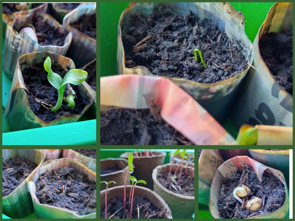 Collage showing various germinating plants in paper pots. 
